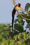 1995 Malawi Nyasaland Rhodesia 2 Tambala Münze Anhänger Halskette Schmuck Malawi African Long-tailed Paradise Whydah Vogelsperling Lilongwe Blantyre Mzuzu Zomba Nyasaland Bantu Mount Mulanje n002902