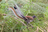 1983 Australien 10 Cent Münze Anhänger Halskette Aussie Superb Lyrebird Singvogel Sydney Melbourne Brisbane Perth Canberra Queensland Victoria bunte Federn Schwanzfedern endemische Balz n000150