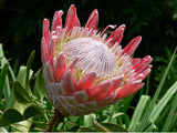 South Africa 20 Cents coin earrings King Protea flower Pretoria Bantu flower plant Eastern Cape isiZulu Northern Sotho Gauteng e000442