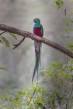 2017 Guatemala 1 Quetzal coin pendant Resplendent Quetzal bird Mixco Villa Nueva Escuintla Huehuetenango Jutiapa Petapa Tikal Quiriguá Maya culture Guate Ladino people Guatemalteco Cobán Quetzaltenango Jalapa Kʼicheʼ people Alta Verapaz Chapín n003542