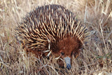1970 Australia 5 Cents coin pendant Echidna hedgehog spiny anteater Erinaceidae Monotreme Aussie Canberra Australian cute n000135